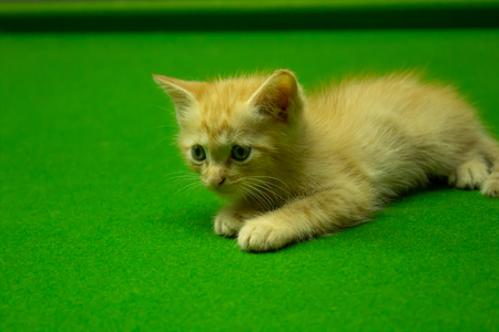 Persian kittens Brown That is cute.の写真素材