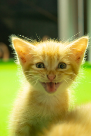 Persian kittens Brown That is cute.の写真素材