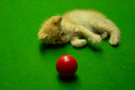 Persian kittens Brown That is cute.