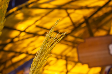 Rice with beautiful yellow gold.の写真素材