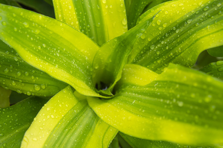 Water droplets on a green leaf use as a background.の写真素材