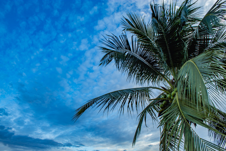 Beautiful light of sunset behind the coconut trees.の写真素材