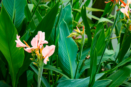Pink Strelitzia reginae Ait.の写真素材