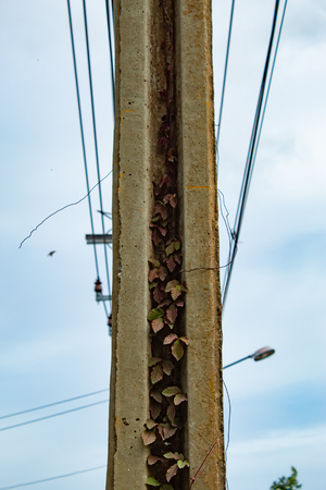 Tree climbing up the pole.の写真素材