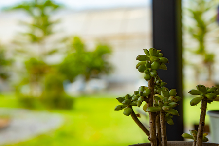 A small tree with the table for beauty.の写真素材
