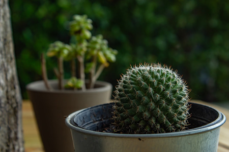 Small Cactus For decorative plant on wooden table.の写真素材