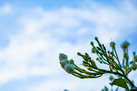 White flowers or Jasminum grandiflorum Linn on the sky.の写真素材