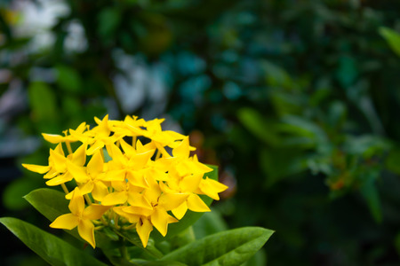 Yellow flowers or Ixora chinensis Lam on a green background.の写真素材
