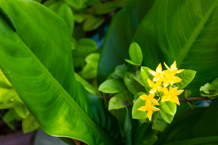 Yellow flowers or Ixora chinensis Lam on a green background.の写真素材