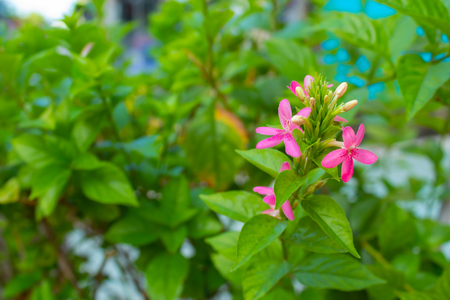 Pink flowers on green leaves in background.の写真素材