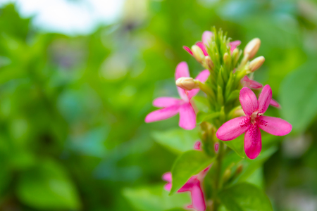 Pink flowers on green leaves in background.の写真素材