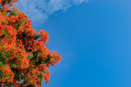 The beauty of a red flower or Caesalpinia pulcherrima   (L.) Sw. with a bright blue sky.の写真素材