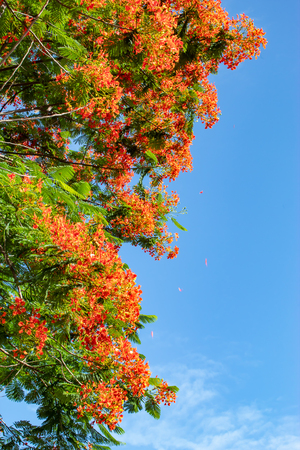 The beauty of a red flower or Caesalpinia pulcherrima   (L.) Sw. with a bright blue sky.の写真素材