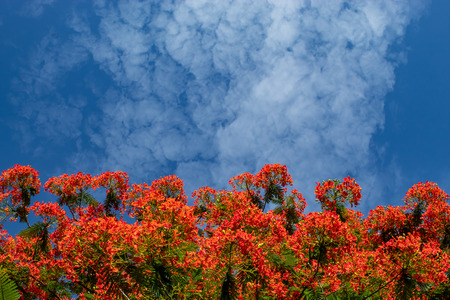 The beauty of a red flower or Caesalpinia pulcherrima   (L.) Sw. with a bright blue sky.の写真素材