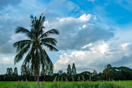 The beauty of the sky and trees.の写真素材