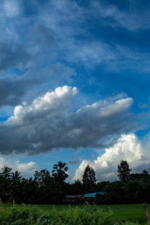 The beauty of the sky and trees.の写真素材