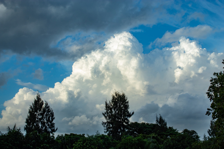 The beauty of the sky and trees.の写真素材