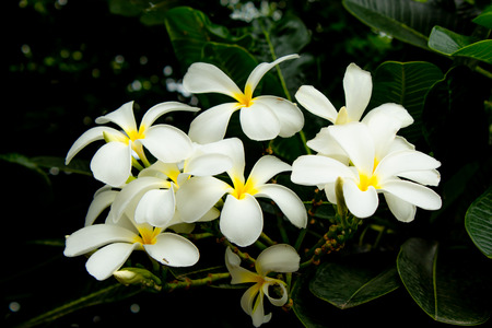 White flowers or Plumeria obtusa.の写真素材