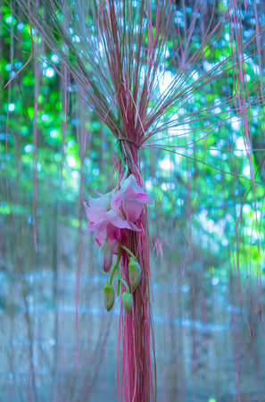 Cissus nodosa Blume in garden.の写真素材