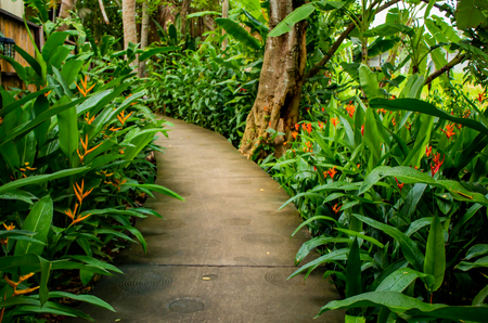 Corridor floor cement in the Strelitzia reginae Ait garden.の写真素材