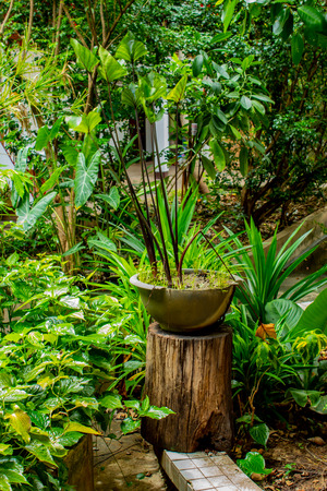 Dark green leaf in gardenの写真素材