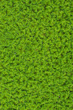 Small green trees on the surface of the water. Used as a background.の写真素材