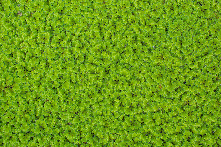 Small green trees on the surface of the water. Used as a background.の写真素材