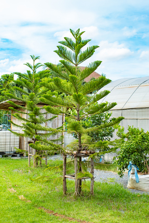 Pine trees and bright blue sky in garden.の写真素材