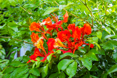 The beauty of a red flower or Caesalpinia pulcherrima   (L.) Sw. on green tree.の写真素材