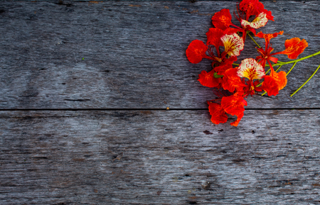The beauty of a red flower or Caesalpinia pulcherrima   (L.) Sw. on wooden table.の写真素材