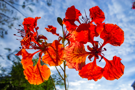 The beauty of a red flower or Caesalpinia pulcherrima   (L.) Sw. with a bright blue sky.の写真素材