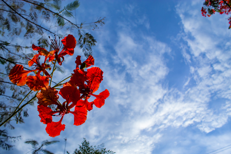 The beauty of a red flower or Caesalpinia pulcherrima   (L.) Sw. with a bright blue sky.の写真素材
