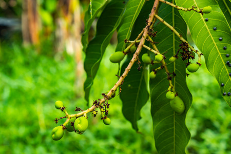 Pests are eating mango leaves  in garden.の写真素材