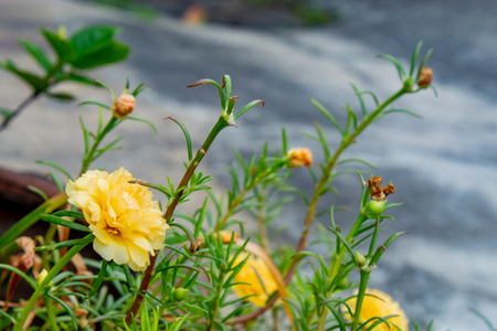 Yellow flowers or Portulaca oleracea.の写真素材