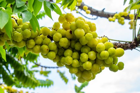 Gooseberry tree or Phyllanthus acidus (L.) Skeels.の写真素材