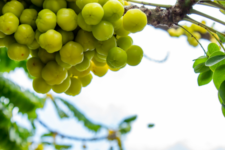 Gooseberry tree or Phyllanthus acidus (L.) Skeels.の写真素材