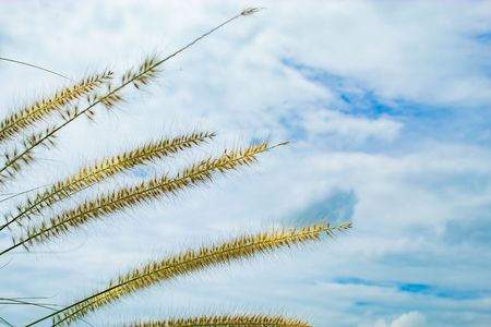 Grass and blue sky.の写真素材