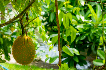 Yellow melon balls on the tree in the garden.の写真素材