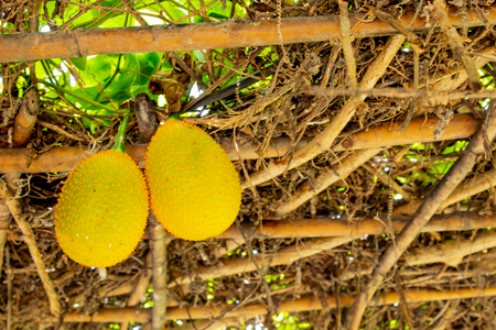 Yellow melon balls on the tree in the garden.の写真素材