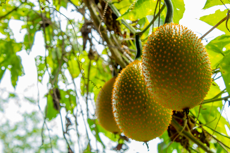 Yellow melon balls on the tree in the garden.の写真素材
