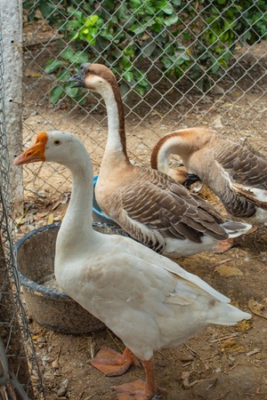 Goose, white and brown in a cage.の写真素材
