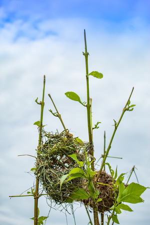 Bird nest made of grass on trees.の写真素材