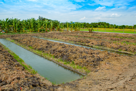 Banana plantation and gardens-new.の写真素材