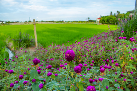 Gomphrena globosa On the rice field.
