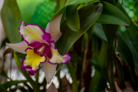 Orchids, with many colors in the garden.の写真素材