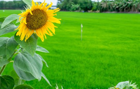 Sunflowers or Helianthus annuus On the paddy fields.の写真素材