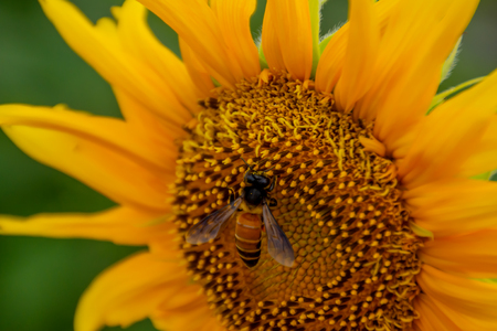 Bee on Sunflowers or Helianthus annuus.の写真素材