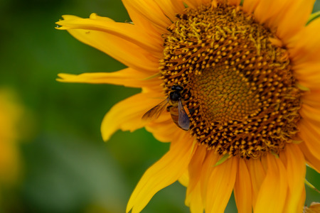 Bee on Sunflowers or Helianthus annuus.の写真素材