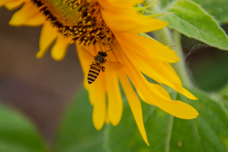 Bee on Sunflowers or Helianthus annuus.の写真素材