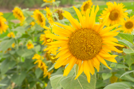 Sunflowers or Helianthus annuus .の写真素材